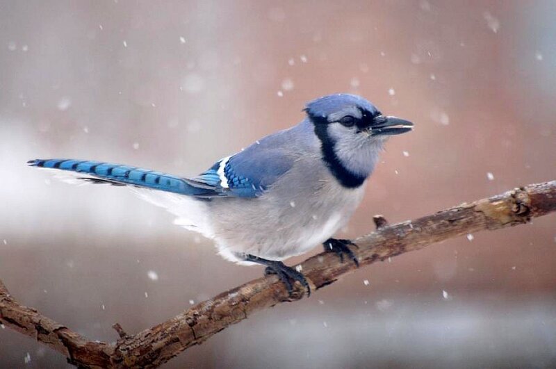 Blue Jay on Branch — Calm