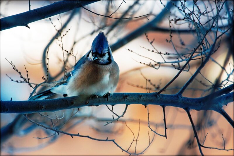Blue Jay on Branch — Calm, Winter, Photograph, Sky