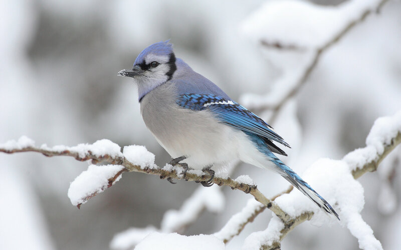 Blue Jay on Branch — Calm, Winter, Photograph, Snow, Bird