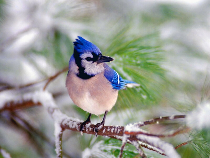 Blue Jay on Branch — Calm, Winter, Photograph, Snow, Pine Needles
