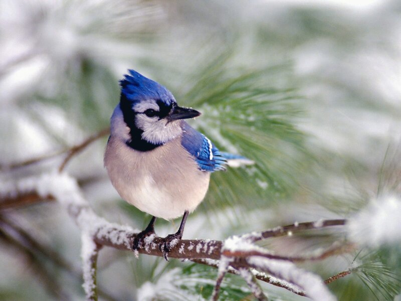 Blue Jay on Branch — Calm, Winter, Photograph, Snow, Pine Tree