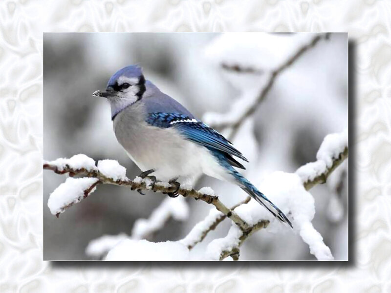 Blue Jay on Branch — Calm, Winter, Photograph, Snow