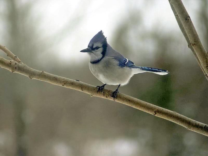 Blue Jay on Branch — Calm, Winter, Photograph