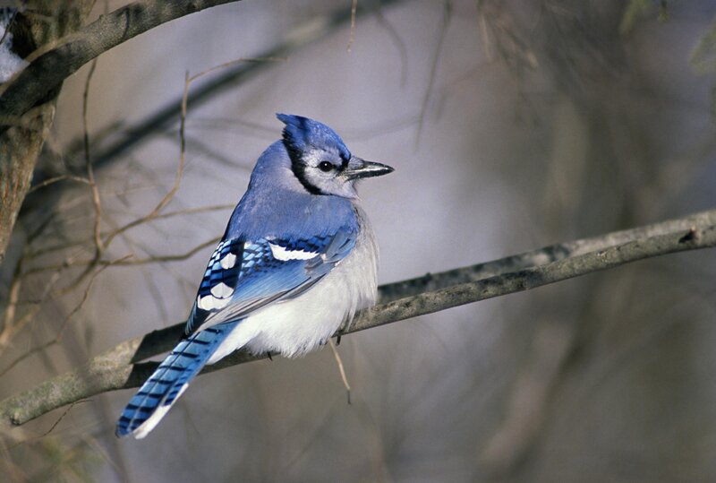 Blue Jay on Branch — Calm, Winter, Photograph, Tree, Bird