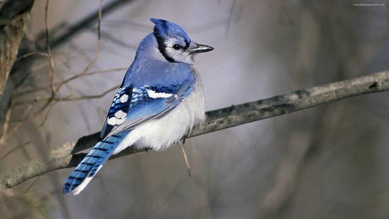 Blue Jay on Branch — Calm, Winter, Photograph, Tree