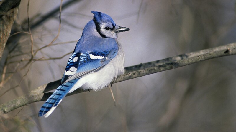 Blue Jay on Branch — Calm, Winter, Photograph, Tree, White, Gray