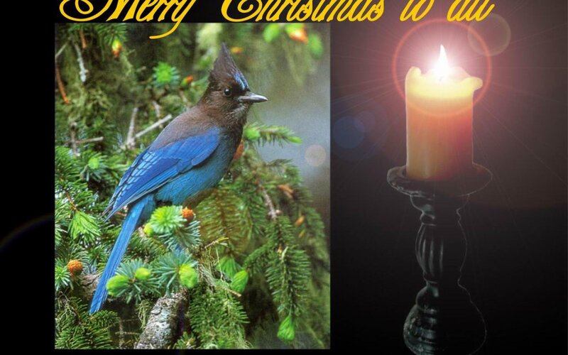 Blue Jay on Branch — Festive