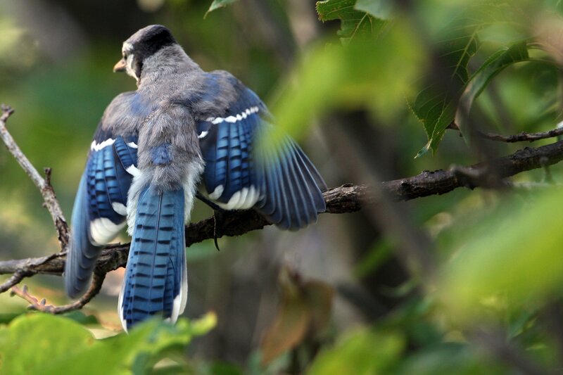 Blue Jay on Branch — Natural, Afternoon, Photograph
