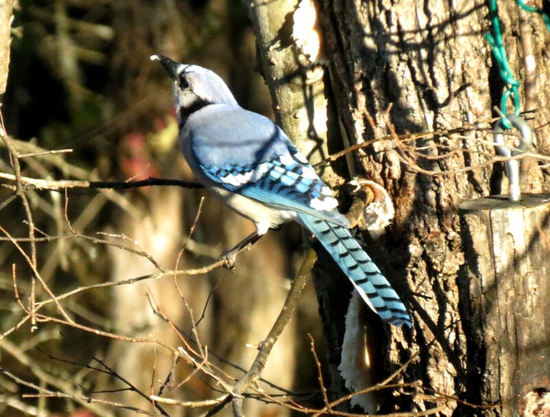 Blue Jay on Branch — Natural, Afternoon