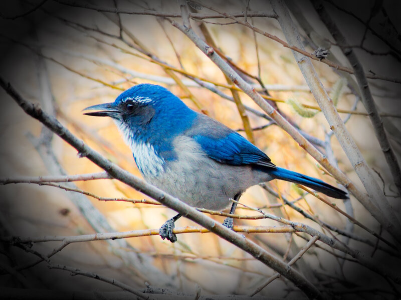 Blue Jay on Branch — Natural, Morning