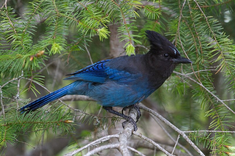 Blue Jay on Branch — Natural, Photograph