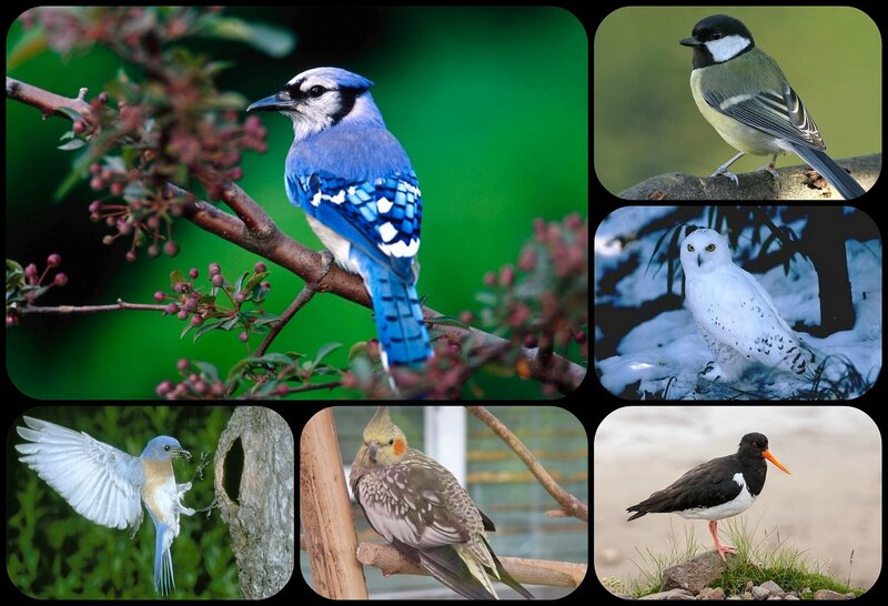 Blue Jay on Branch — Natural, Spring