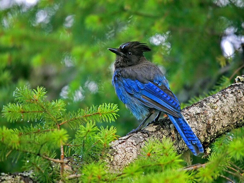 Blue Jay on Branch — Natural