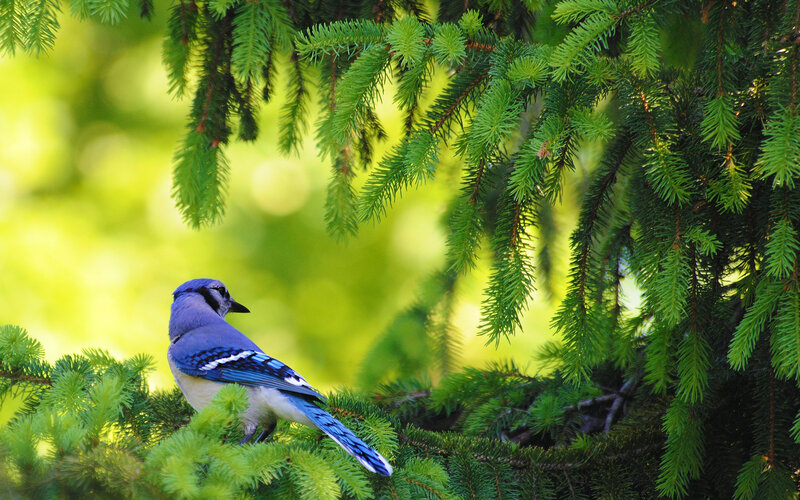 Blue Jay on Branch — Serene, Afternoon, Photograph