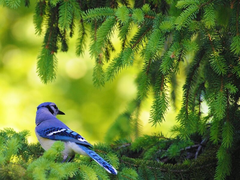 Blue Jay on Branch — Serene, Morning