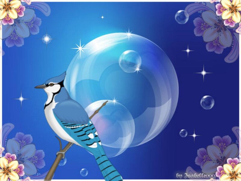 Blue Jay on Branch — Serene, Night