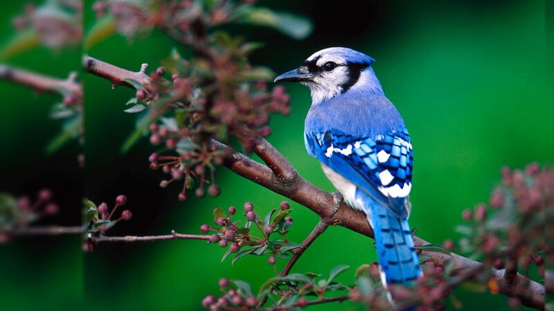Blue Jay on Branch — Serene, Spring