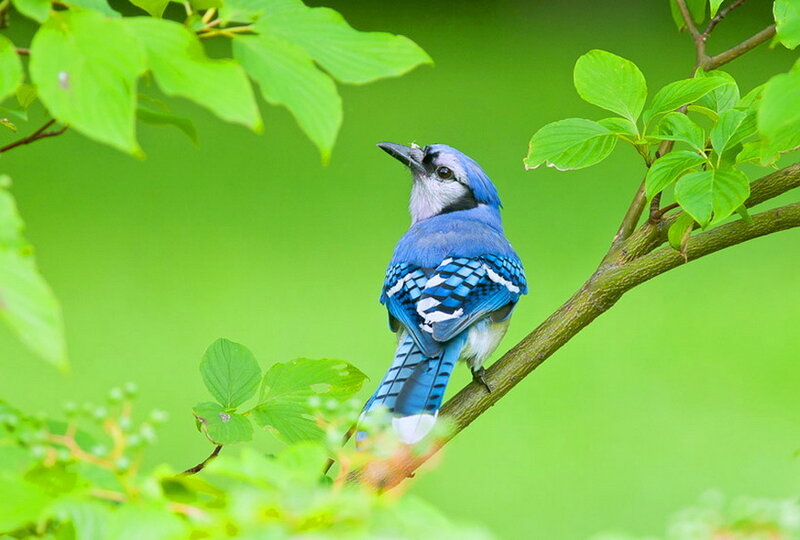 Blue Jay on Branch — Serene