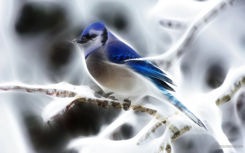 Blue Jay on Branch — Serene, Winter