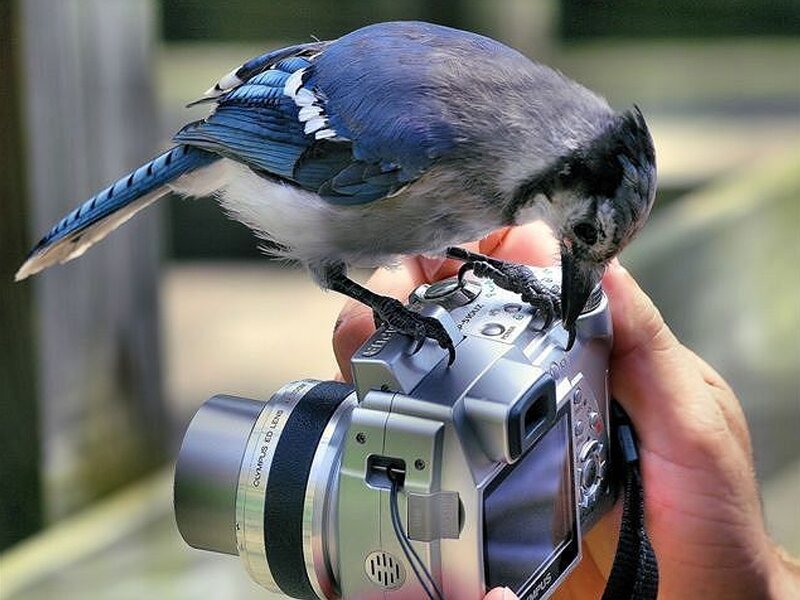 Blue Jay on Camera