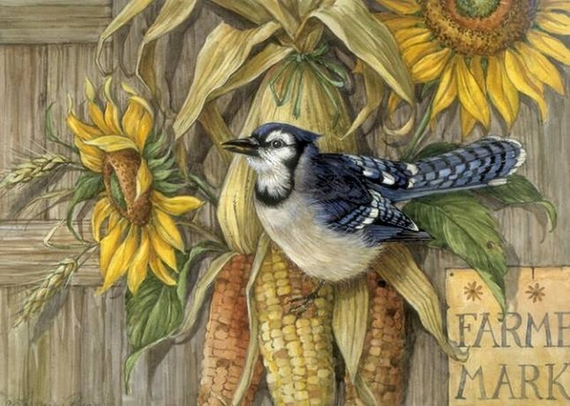 Blue Jay on Corn