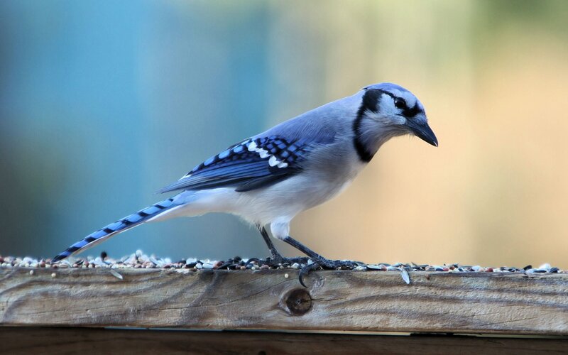 Blue Jay on Feeder