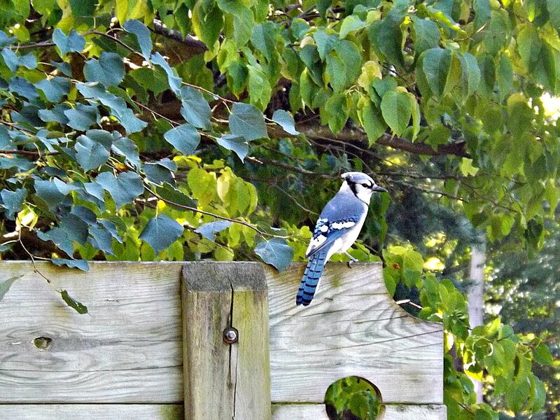 Blue Jay on Fence — Calm