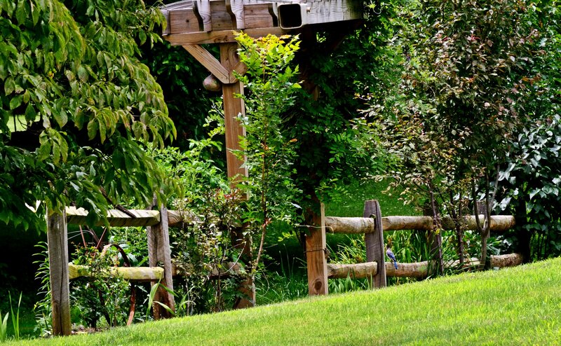 Blue Jay on Fence — Green