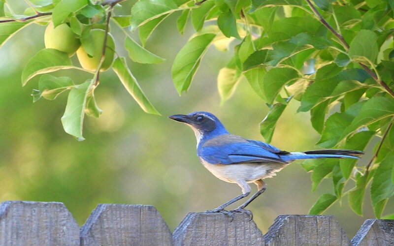 Blue Jay on Fence — Serene