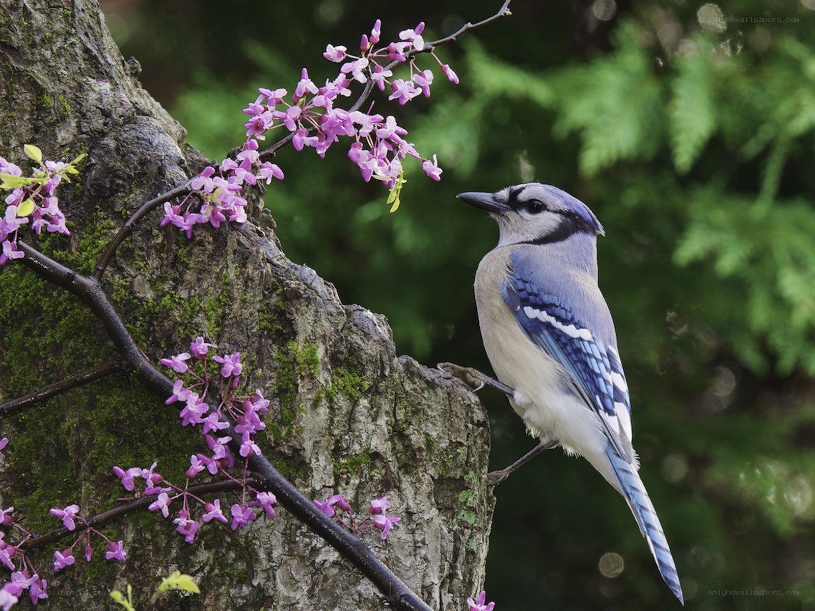 Blue jay on flowering branch