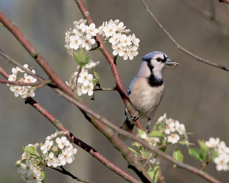Blue Jay on Flowering Branch — Calm