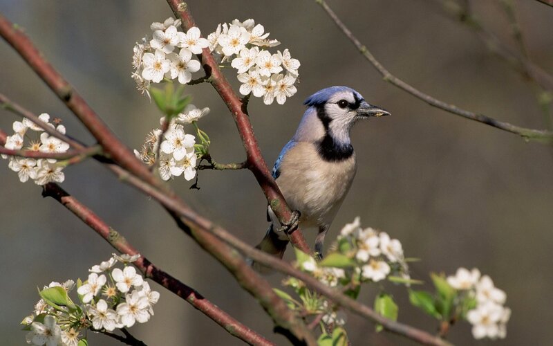 Blue Jay on Flowering Branch — Serene