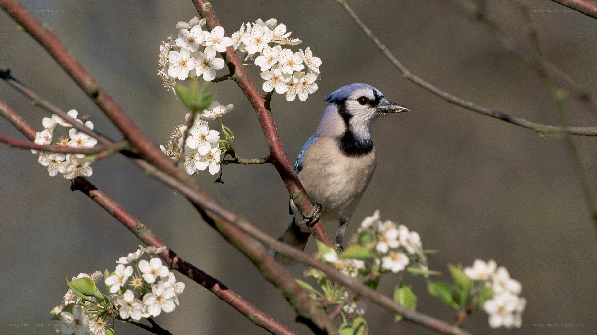 blue jay on flowering branch