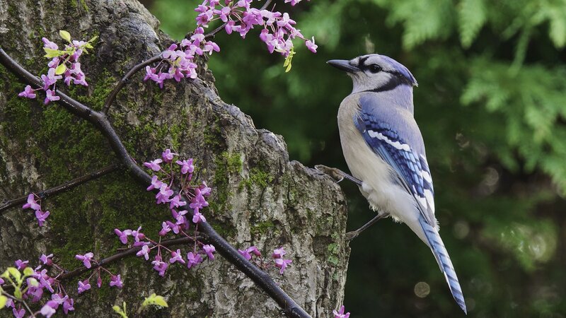 Blue jay on flowering tree