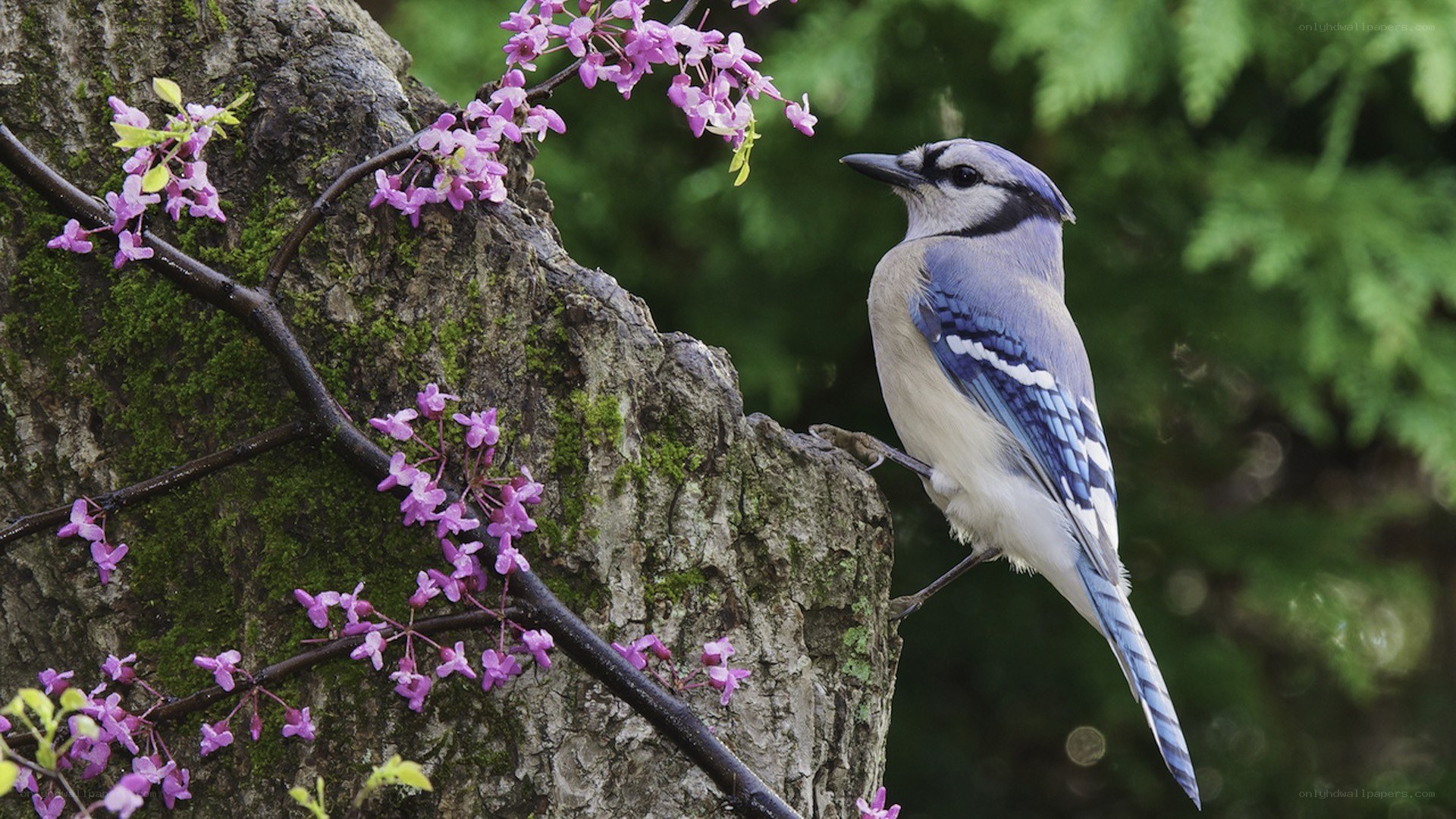 Blue jay on flowering tree
