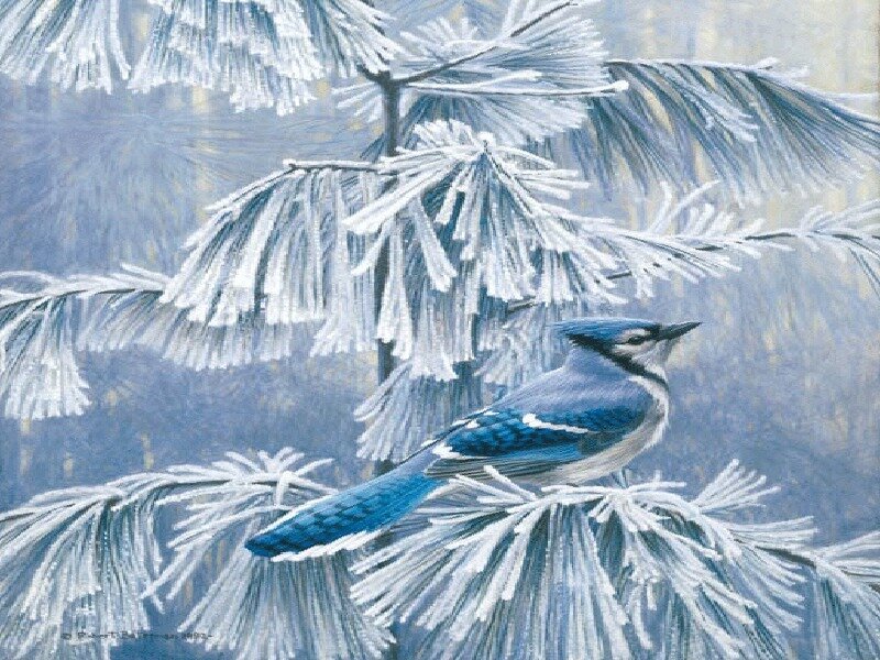 Blue jay on frosty pine