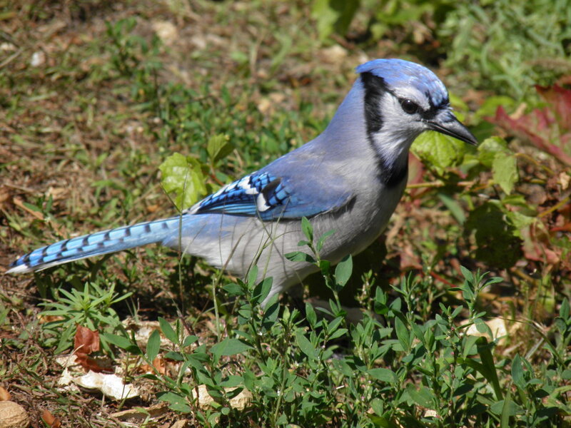 Blue Jay on Ground — Calm