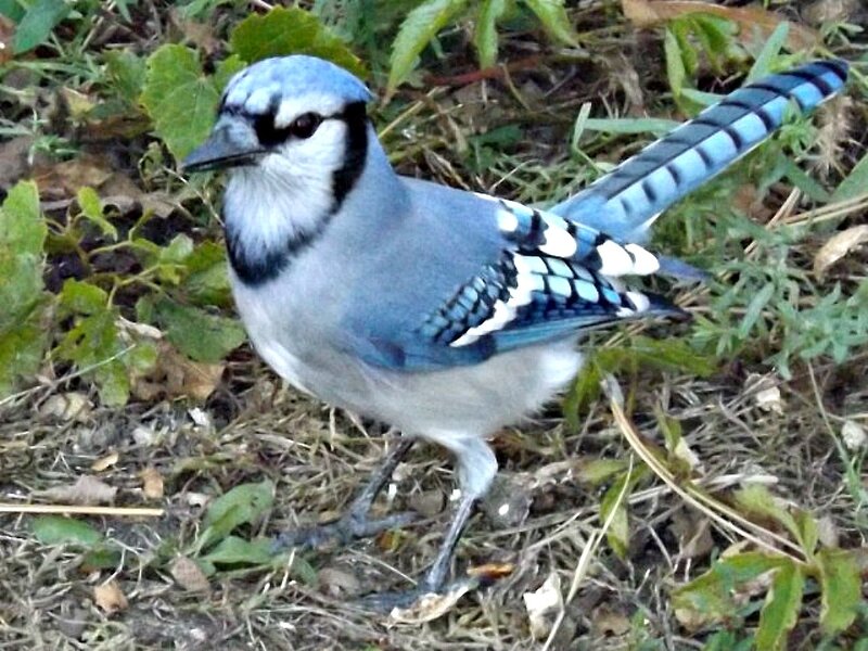 Blue Jay on Ground — Natural