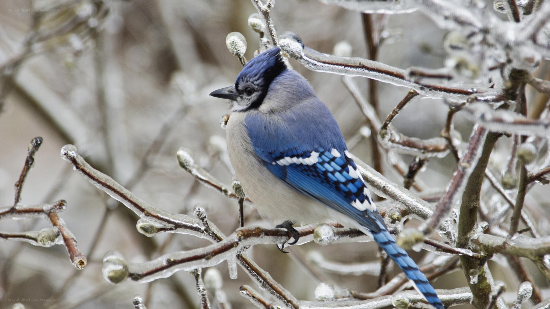 blue jay on icy branch