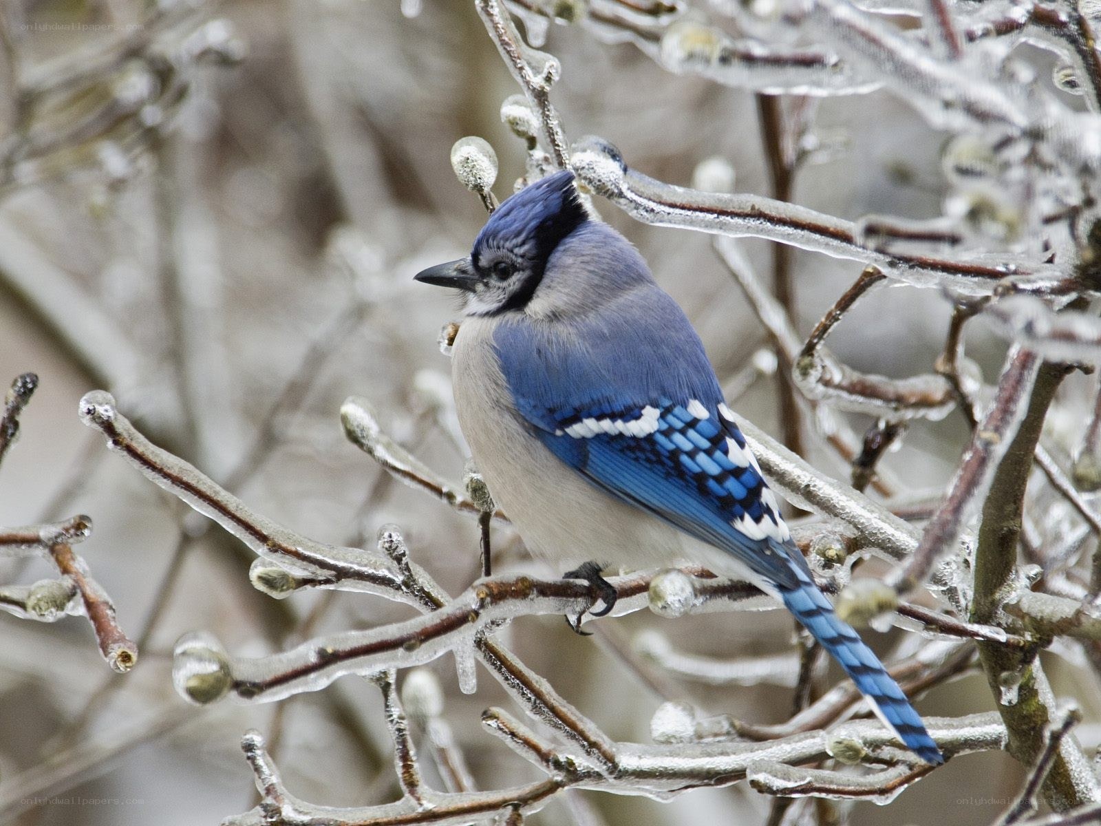 blue jay on icy branch