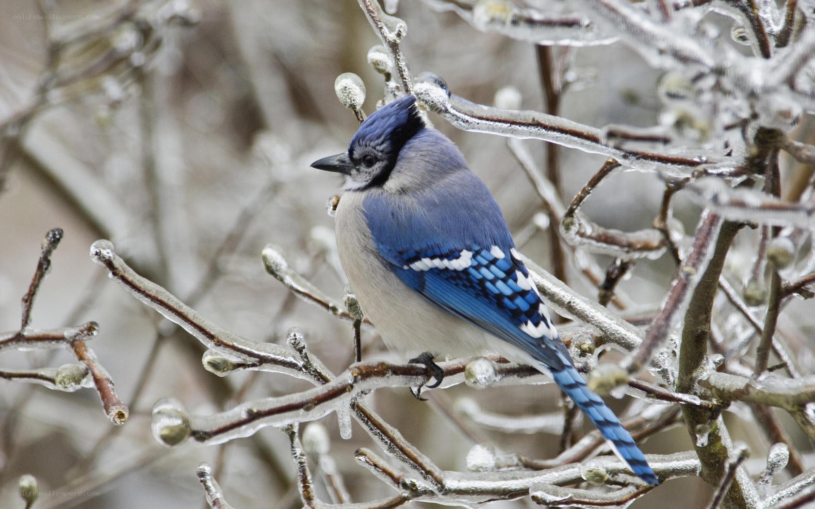 blue jay on icy branch