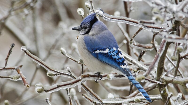Blue Jay on Icy Branch — Cold