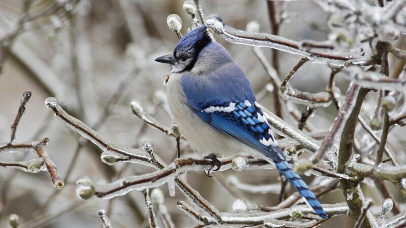 Blue Jay on Icy Branch — Cold, Winter