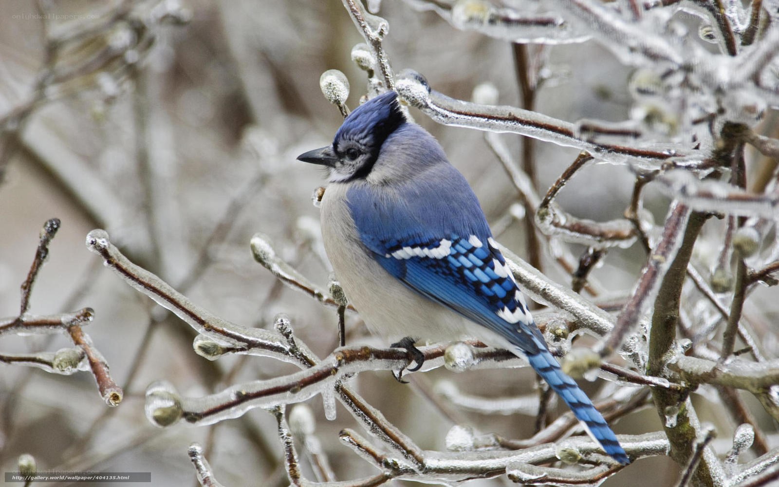 blue jay on icy branch