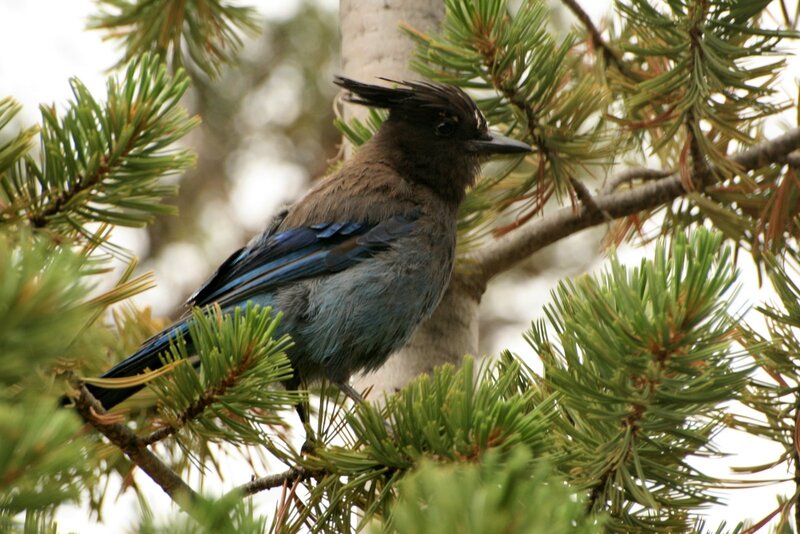 blue jay on pine branch