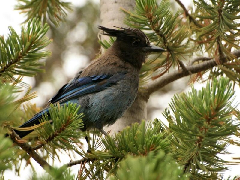 blue jay on pine branch