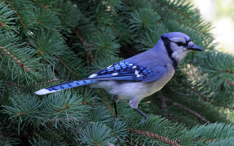 Blue Jay on Pine Branch — Calm