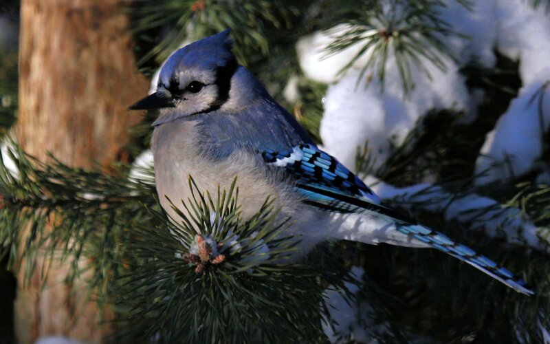 Blue Jay on Pine Branch — Calm, Winter