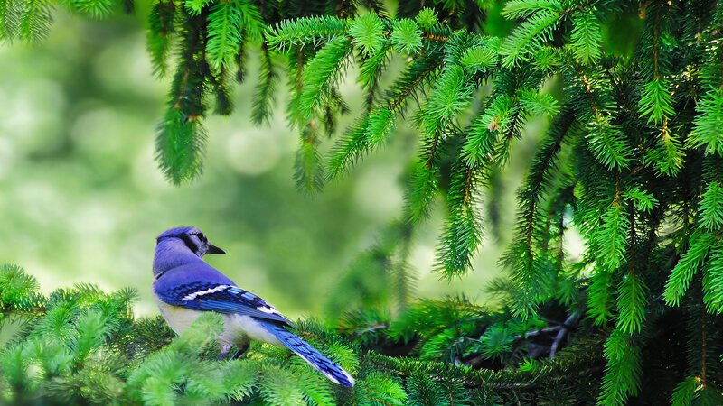 Blue Jay on Pine Branch — Green