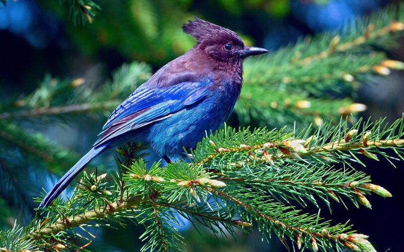 Blue Jay on Pine Branch — Natural, Afternoon